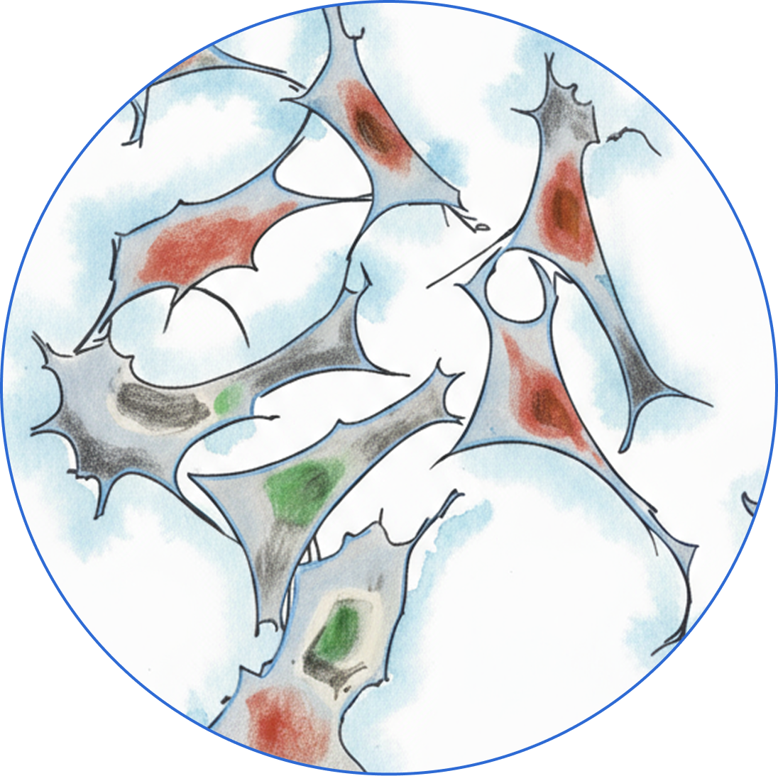 Cells illustrating the origin of Homeos